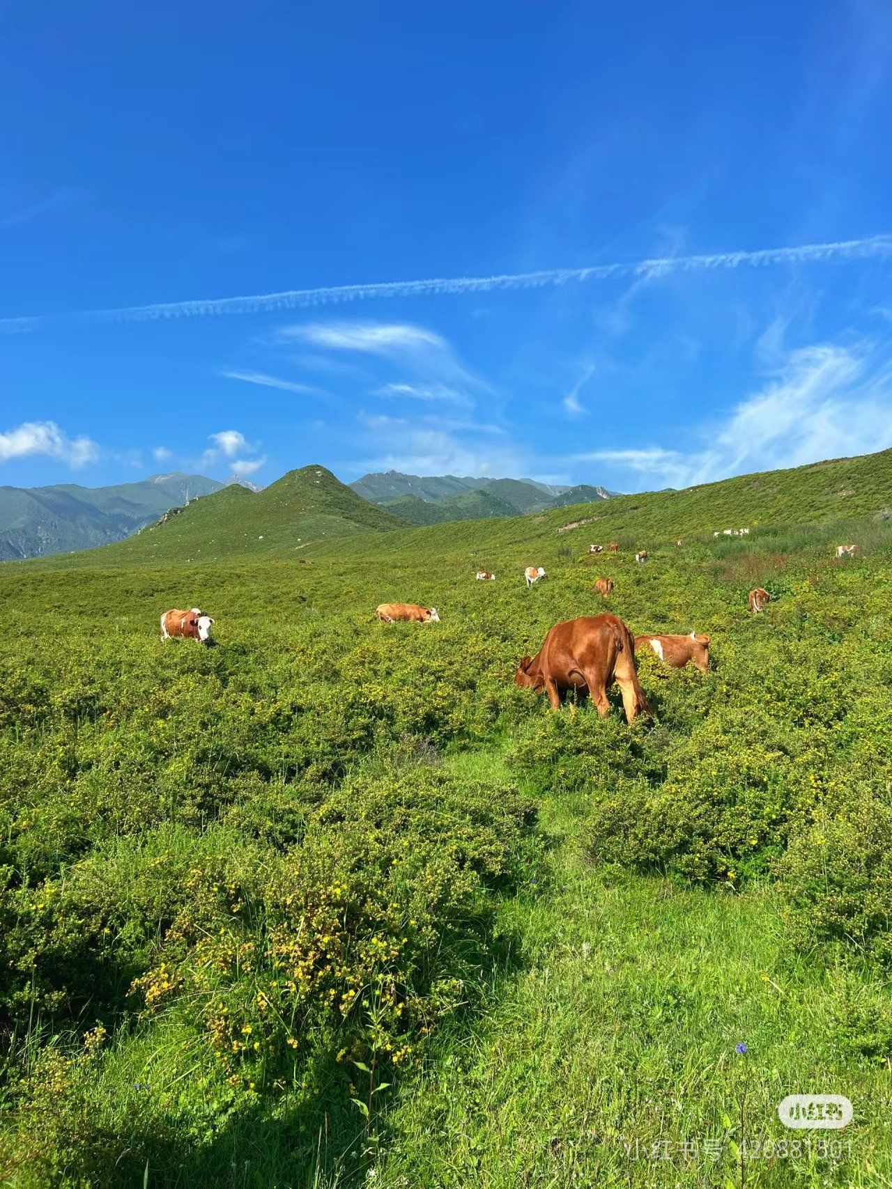 天天领红包积石山黄草坪位于积石山县,这