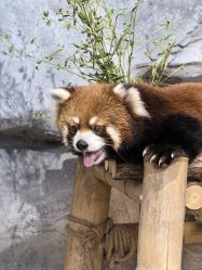 -Zoolung Zoolung动物主题公园(海信广场店)