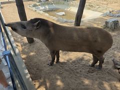 -西霞口神雕山野生动物世界