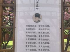 -曹州牡丹园