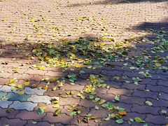 -二一九公园