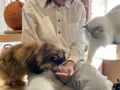 -瞄一喵猫咖(格力海岸店)