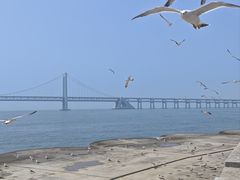 -星海湾跨海大桥