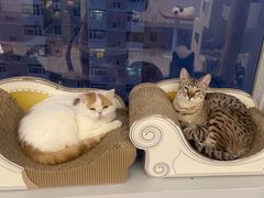 -Cappucimeow猫咪咖啡馆(韦伯时代店)
