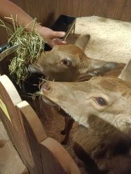 -长沙云顶星河游乐园(步步高·梅溪新天地店)