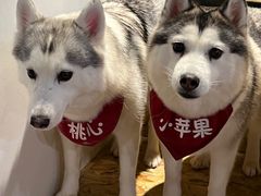 -Husky Go! 哈士奇体验馆·宠物咖啡厅狗咖