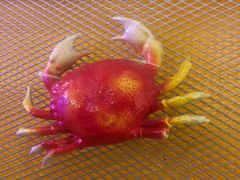 -胖哥俩肉蟹煲(来福士店)