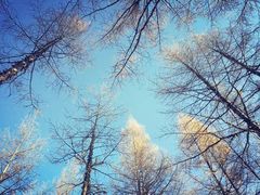 -北极村旅游风景区