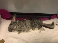 -菲尔斯特宠物医院