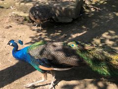 -哈尔滨北方森林动物园