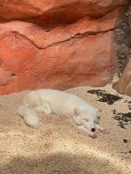 -Zoolung Zoolung动物主题公园(海信广场店)