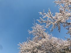 -嘉定紫藤园