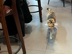 -Again Coffee Roaster(香蜜湖店)