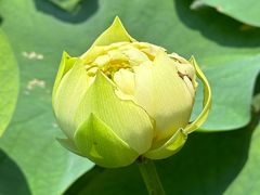 -广州莲花山旅游区