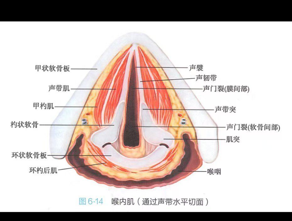 喉内肌图示