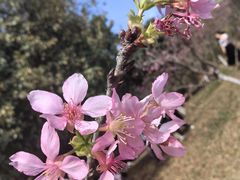-聚龙山公园