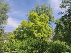-莲花池公园