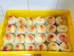 -老袁家蜜桃农场·阳山水蜜桃