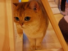 金桔-猫咪派对(江南西店)