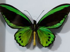 -上海昆虫博物馆