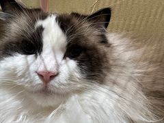 -藏猫猫咖啡主题馆(中央大道店)