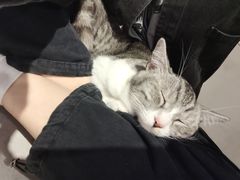 -猫儿山۰猫主题餐厅