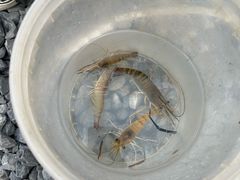 -DGE季风钓虾营地·团建·聚会