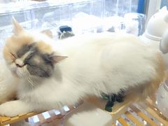 -平行世界·猫咖(首经贸店)