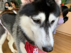 -Husky Go! 哈士奇体验馆·宠物咖啡厅狗咖