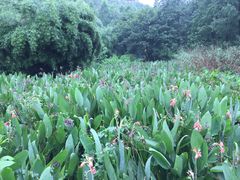 -重庆彩云湖湿地公园