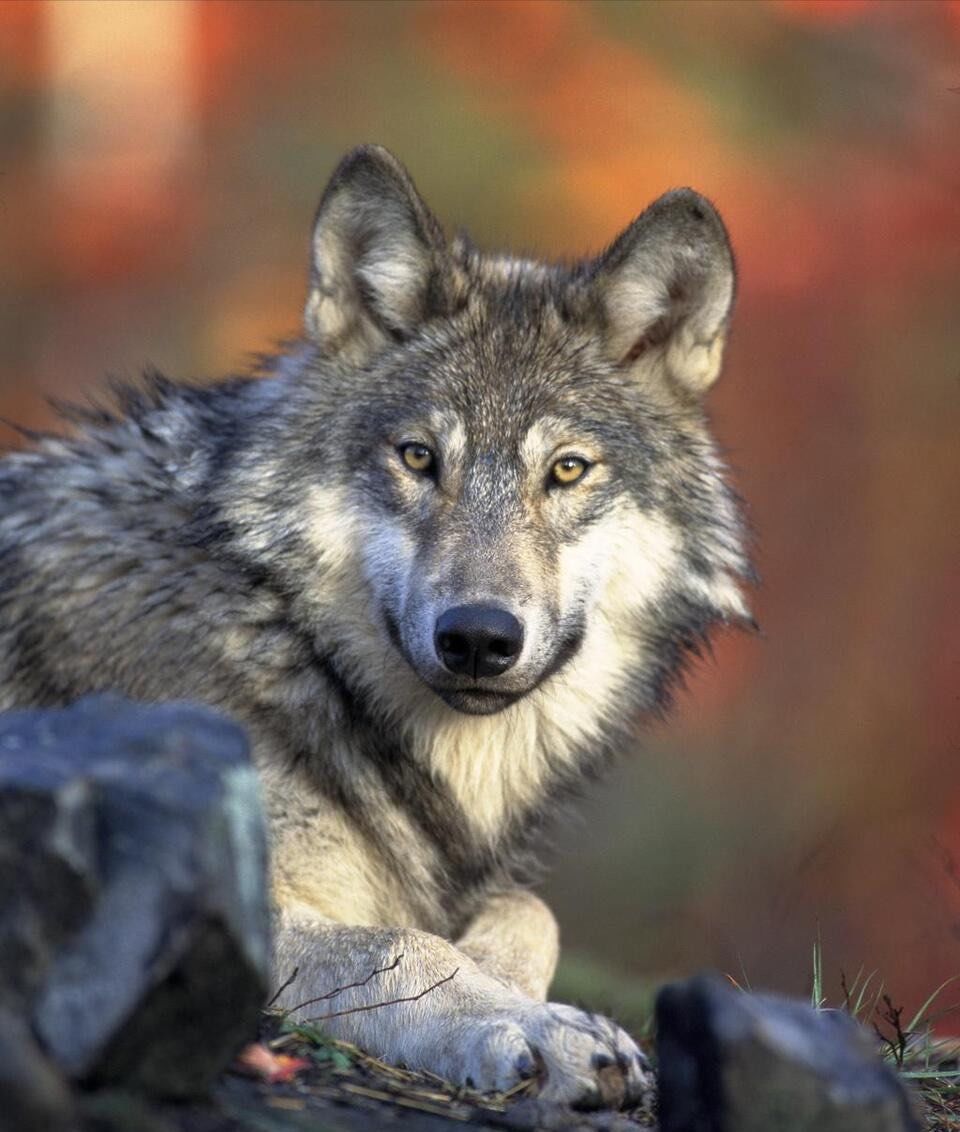 天天领红包在冰天雪地里面奔跑的狼真的非