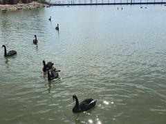 -武清南湖绿博园