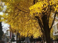 -四川大学(华西校区)