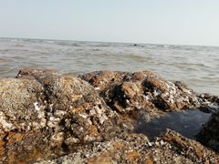 -日照海滨国家森林公园