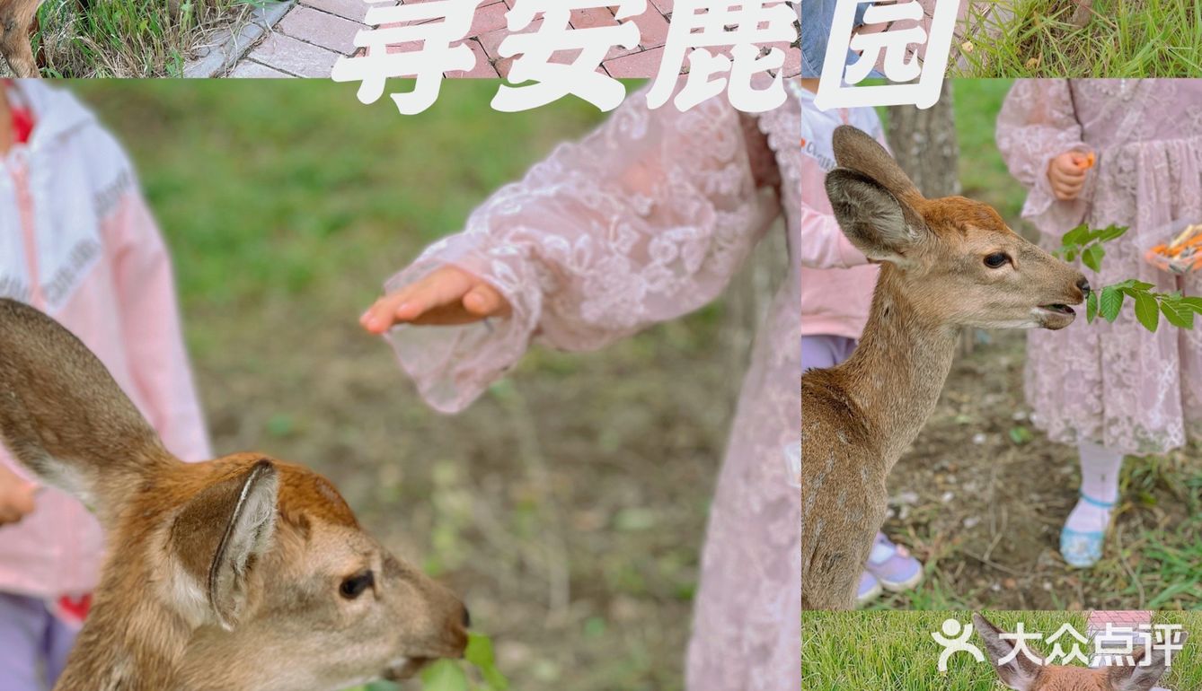 🍞十一假期🥱｜分享新的游玩好地｜散养的小鹿🍑｜🍴小鹿乱撞🥢