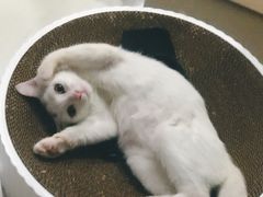 -仁普宠物诊所(住友昌盛新苑店)