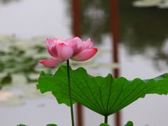 -陈家山荷花公园