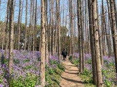 -上海共青森林公园