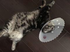 -美联众合动物医院·24h转诊中心