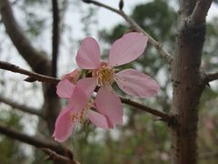 -桃花涧