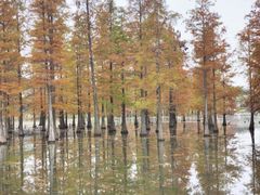 -白鹭湾湿地公园