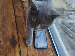 -猫小院猫主题咖啡厅(北锣店)