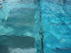 泳池-上海浦东康桥绿地假日酒店