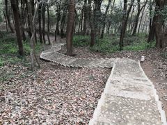 -上海佘山国家森林公园天马山园