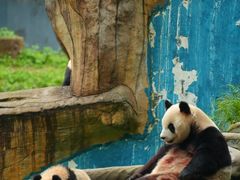 -中国大熊猫保护研究中心雅安碧峰峡基地