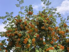 -老阿尔巴特大街