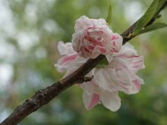 -南汇桃花村