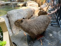 -北京野生动物园