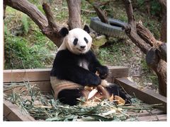 -广州长隆野生动物世界