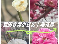 -香雪海